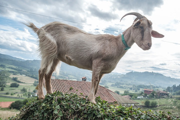 cabra domestica sobre un muro en asturias españa