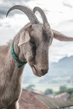 retrato de cabra con collar con monta&ntilde;as de fondo