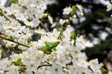 white flowers of a tree in spring