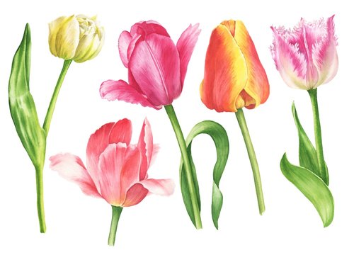 Watercolor tulips set isolated on white background. Hand drawn botanical illustration.
