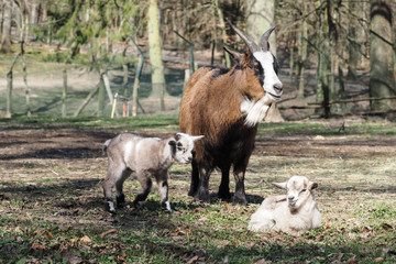 Ziege mit zwei Tage alten Babys