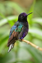 Fototapeta premium Best hummingbird in Costa Rica. Wildlife scene from nature. Birdwatching in South America, Trinidad, Tobago, Panama.