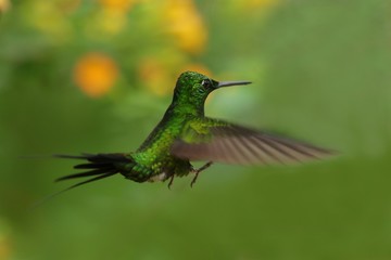 Fototapeta na wymiar Best hummingbird in Costa Rica. Wildlife scene from nature. Birdwatching in South America, Trinidad, Tobago, Panama.