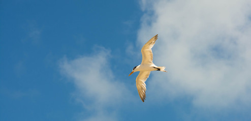Seagull flies looking for food