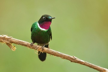 Fototapeta premium Best hummingbird in Costa Rica. Wildlife scene from nature. Birdwatching in South America, Trinidad, Tobago, Panama.