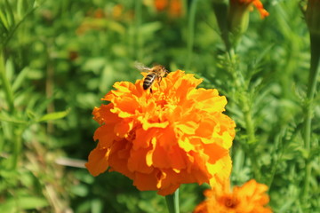 bee on yellow flower