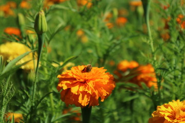 bee on yellow flower