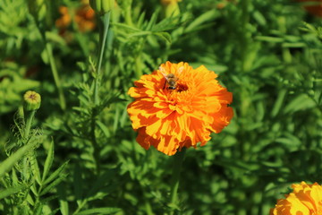 bee on yellow flower