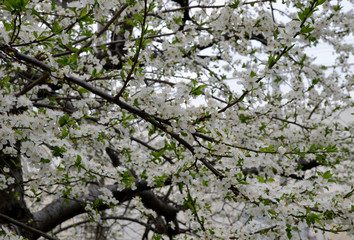 white flowers of a tree in spring