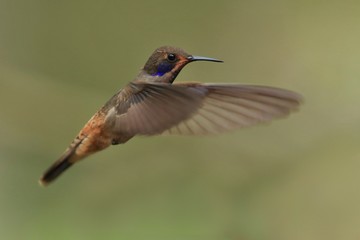 Best hummingbird in Costa Rica. Wildlife scene from nature. Birdwatching in South America, Trinidad, Tobago, Panama.