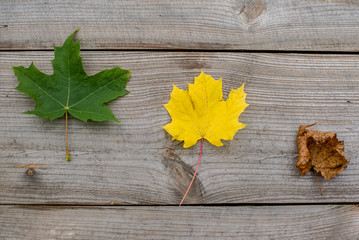 autumn leaves on wood