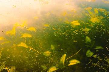 Fototapeta na wymiar underwater seaweeds 