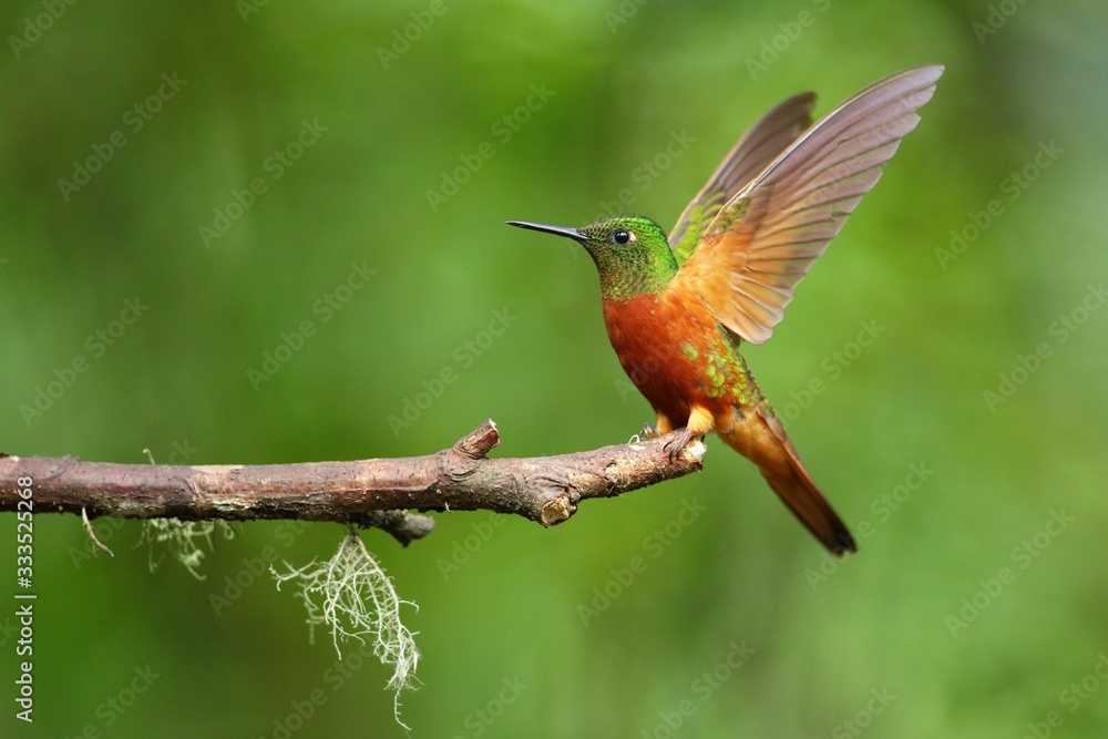 Poster best hummingbird in costa rica. wildlife scene from nature. birdwatching in south america, trinidad,