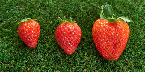  Ripe strawberries on top of green grass