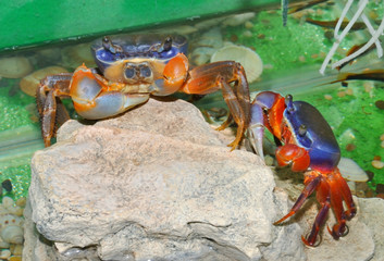 Rainbow crab (Latin. Cardisoma armatum)