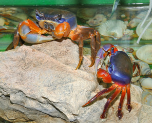 Rainbow crab (Latin. Cardisoma armatum)