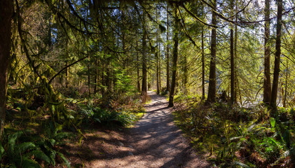 Fototapeta na wymiar Beautiful Pathway in the colorful and vibrant Rain Forest during a sunny winter day. Taken in Golden Ears Provincial Park, near Vancouver, British Columbia, Canada.