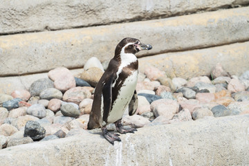 Galapagos penguin stands sideways on a curb, pastel colored stones in the background.