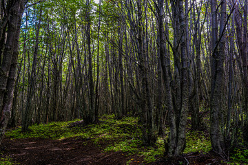 Bosque Fueguino