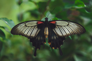 A beautiful butterfly sits on a flower