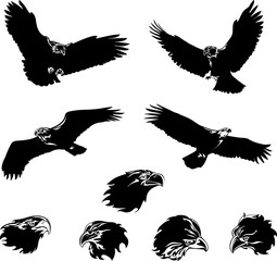 The eagle, soaring eagle, flying, illustration, color, vector, black
