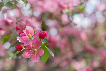 Obraz premium pink flowers in garden