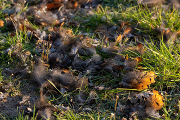 Naklejka na ściany i meble Pheasant feathers remain in grass after bird of prey strikes