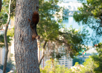 Beautiful view of chipmunk on tree in Gibralfaro. Malaga. Spain.