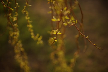 weeping willow tree branches with young small green leaves in the spring garden