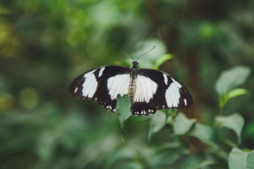 A beautiful butterfly sits on a flower