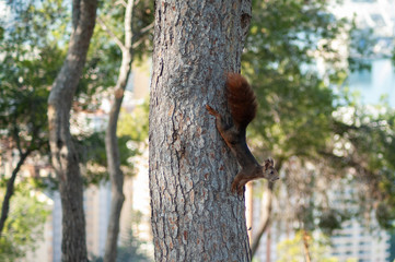 Beautiful view of chipmunk on tree in Gibralfaro. Malaga. Spain.