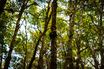 Obraz premium Bosque Fueguino