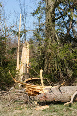 Umgeknickter Baumstamm nach Windböen auf der Schwäbischen Alb