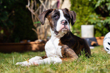Cute and Adorable Baby Boxer Dog playing in outside during a vibrant sunny day. Taken in Vancouver, British Columbia, Canada.