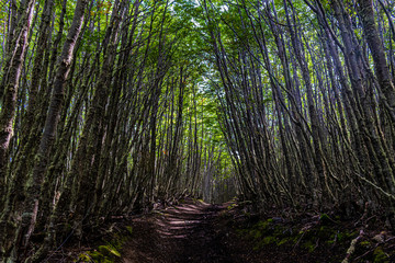 Obraz premium Bosque Fueguino