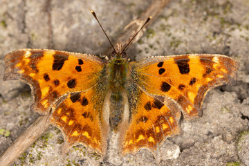 Fototapeta na wymiar Comma Butterfly warming itself on the ground in the afternoon sun