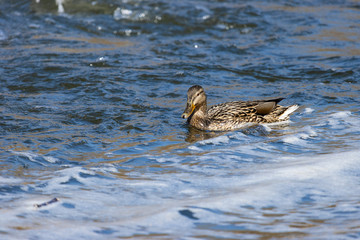 View of a duck floating on the river. (Anas platyrhynchos)