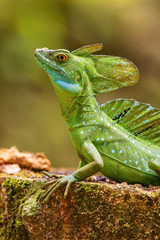 Male plumed basilisk (Basiliscus plumifrons) sitting on a stump