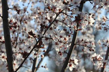 Blossoming cherry tree with many small snow white flowers against a blue sky.