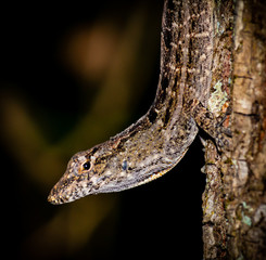 Lizard on tree