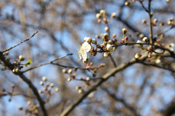 Picturesque blooming wild cherry flower on a branch with buds of unopened flowers close-up, on a blurred background of sky and branches.