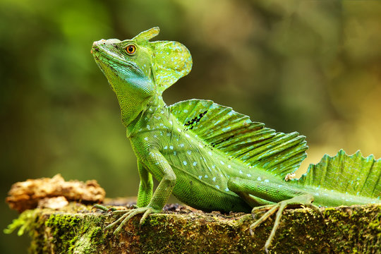 Male plumed basilisk (Basiliscus plumifrons) sitting on a stump