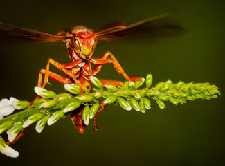 Red Paper Wasp