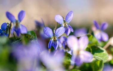 Fototapeta na wymiar Delicate blue forest violets. Spring easter card