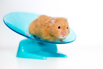 A golden or Syrian pet hamster on a saucer shaped exercise wheel