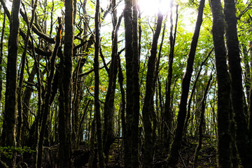 Obraz premium Bosque Fueguino