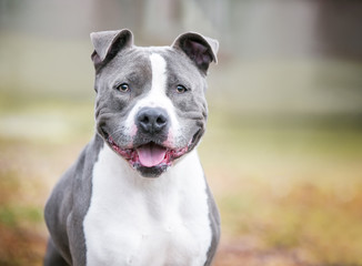 Obraz premium A friendly gray and white Pit Bull Terrier mixed breed dog with a happy expression
