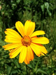 yellow flower