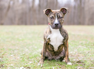 A brindle and white Pit Bull Terrier mixed breed puppy sitting outdoors