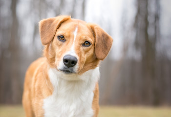 A red and white Australian Shepherd mixed breed dog listening with a head tilt